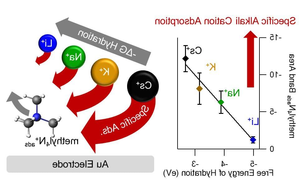 Correlating hydration free energy and specific adsorption of alkali metal cations during CO2 electroreduction on Au