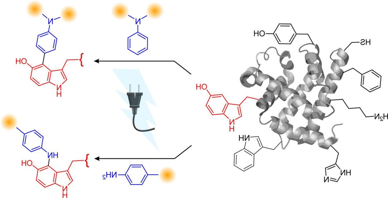 Diagram of a new approach to electrochemical protein labelling strategies.